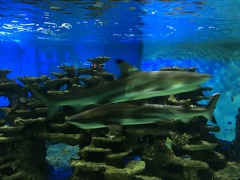 žraloci